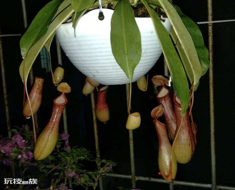 吃蚊子的植物叫什么名字(3种食虫植物的吃蚊虫本领强)-图片8